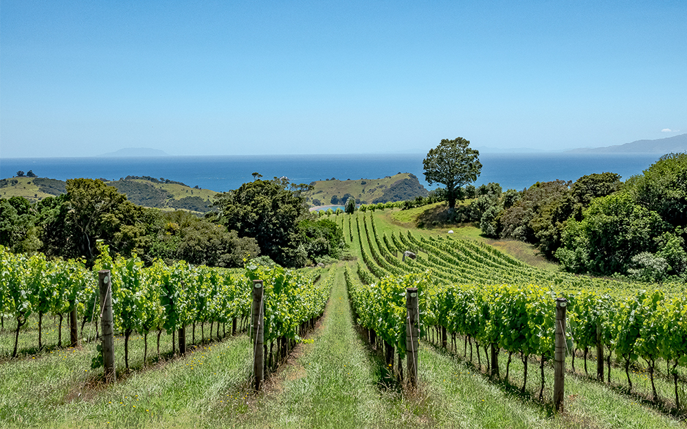 New Zealand Study Abroad Student Scholarship